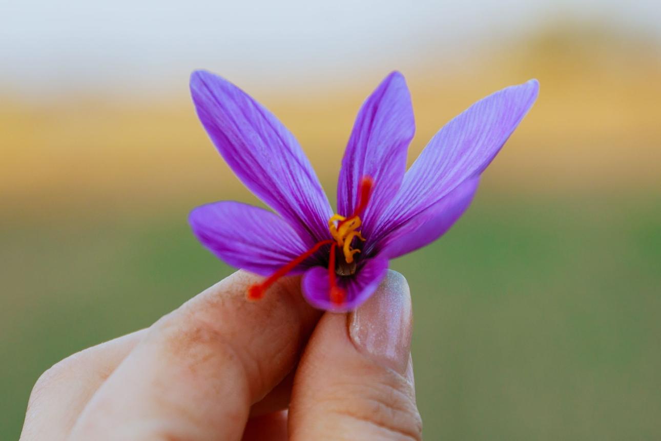💎 Why Premium Saffron is Expensive (And Worth It)